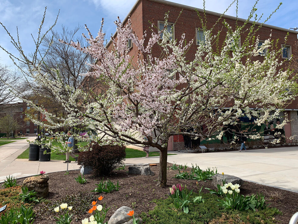 Tree of 40 Fruit